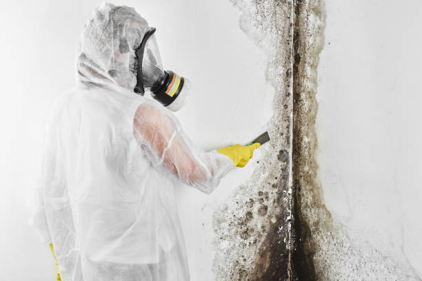Best Attic Mold Removal  in Tipton, IN
