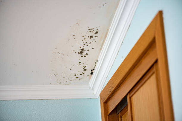Best Local Mold Removal Service  in Tipton, IN