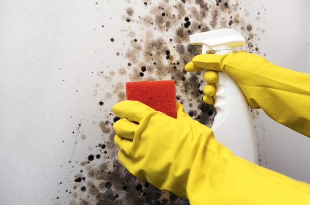 Best Certified Mold Removal  in Tipton, IN