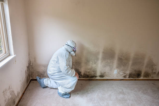 Attic Mold Removal in Tipton, IN
