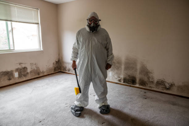 Best Attic Mold Removal  in Tipton, IN